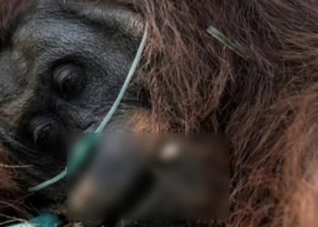 Sempurna Pergi Bersama Hutan yang Terbakar