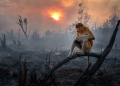 Bekantan duduk di dahan hangus di tengah hutan terbakar, dengan asap dan beberapa bekantan lain di latar belakang