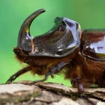Foto: ScienceDaily