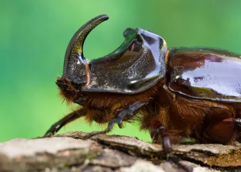 Foto: ScienceDaily