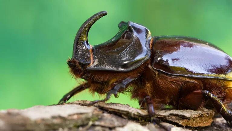 Foto: ScienceDaily