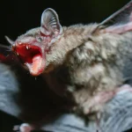 Sumber ScienceDaily