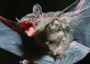 Sumber ScienceDaily