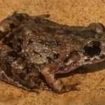 Sumber ScienceDaily