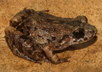 Sumber ScienceDaily