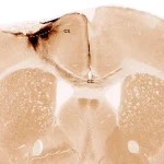 Sumber ScienceDaily