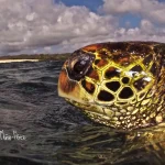 Sumber ScienceDaily