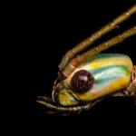 Sumber ScienceDaily