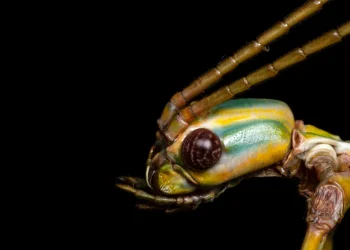 Sumber ScienceDaily