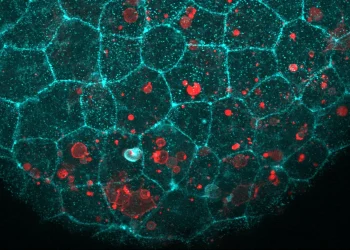 Sumber ScienceDaily