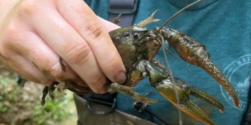 Sumber ScienceDaily