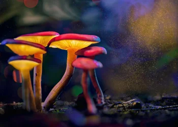 Sumber ScienceDaily